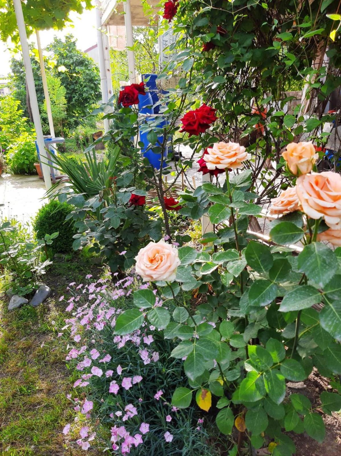 Kote.Ge Hotel Lagodekhi Bagian luar foto